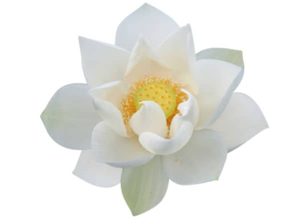 yoga Les Fonts - Terrassa yoga Les Fonts - Terrassa